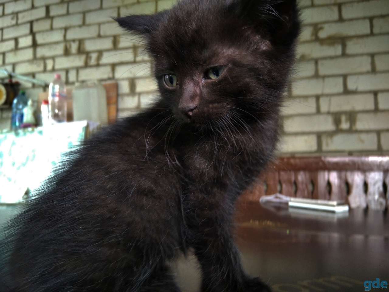 Отдадим котят в хорошие руки, фотография 3