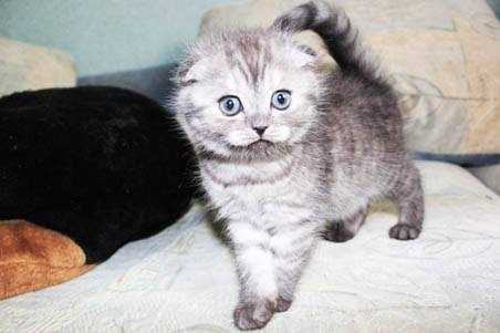 Вислоухие котята, фотография 1