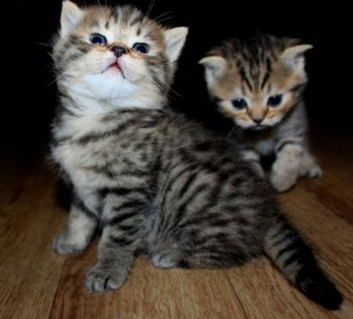 Вислоухие котята, фотография 3