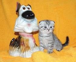 Вислоухие котята, фотография 4
