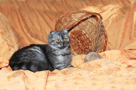 Вислоухие котята, фотография 5