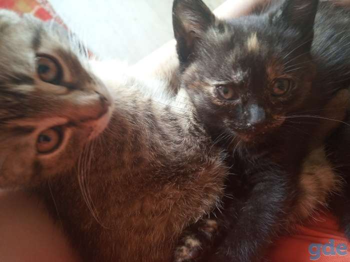 Котята в хорошие руки, фотография 3