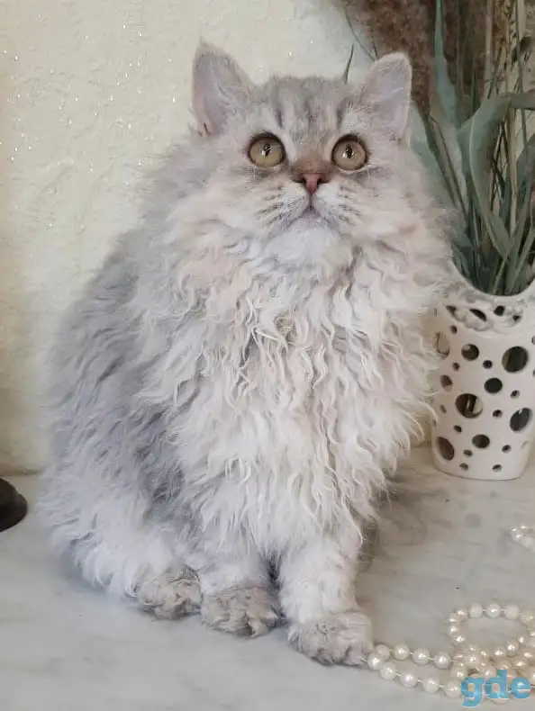 Котенок Селкирк рекс, фотография 2