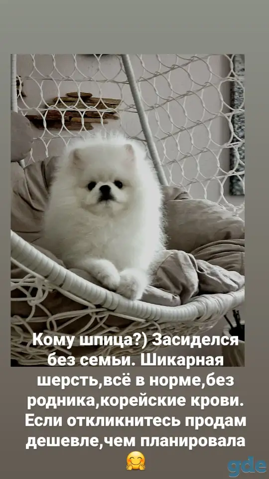 Померанский шпиц, фотография 2