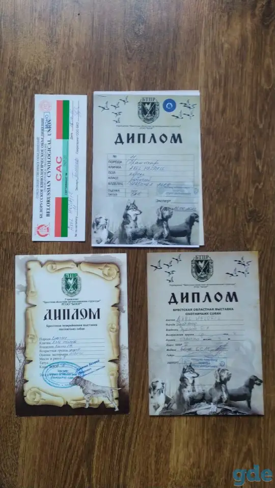 Щенки дратхаара, фотография 4