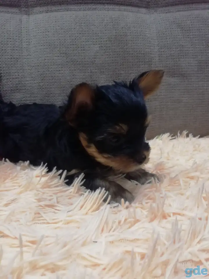 Предлогаются к продаже прелестные щенки Йоркширского терьера, фотография 9