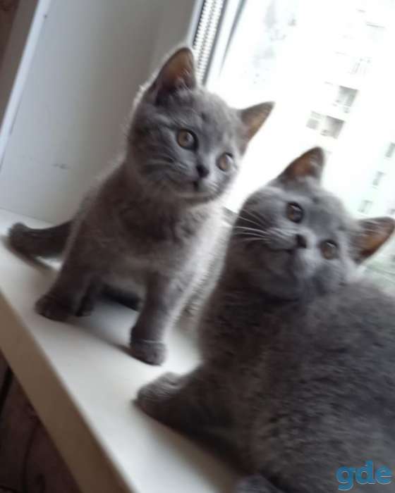 Продам британского котенка, фотография 3