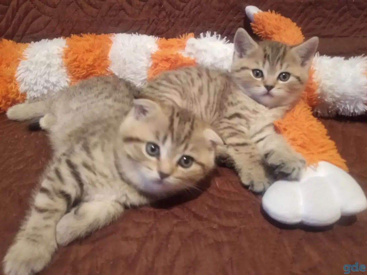 Продам шотландских котят, фотография 1