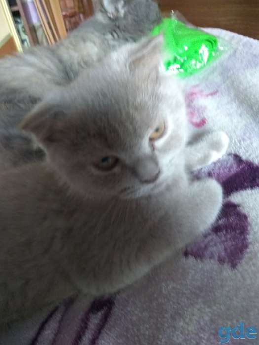Продажа котят, фотография 2