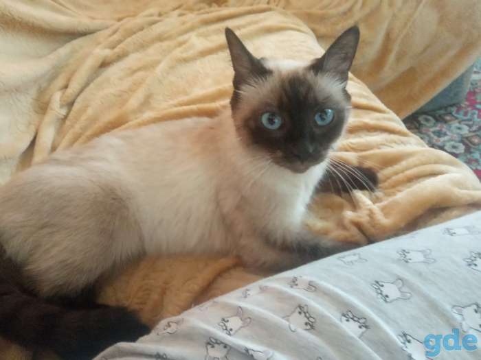 продам сиамскую кошку, фотография 3