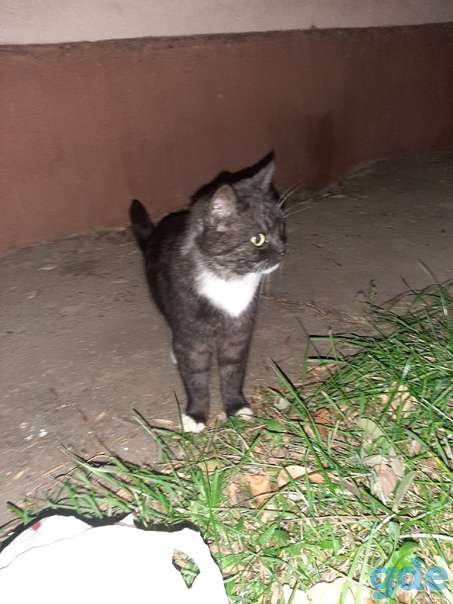 Котик ищет дом, фотография 2