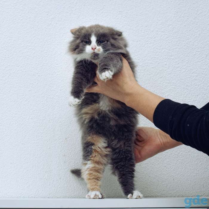 котята в дар, фотография 3