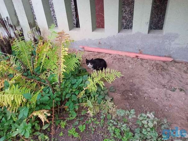 Котята ищут дом, фотография 2