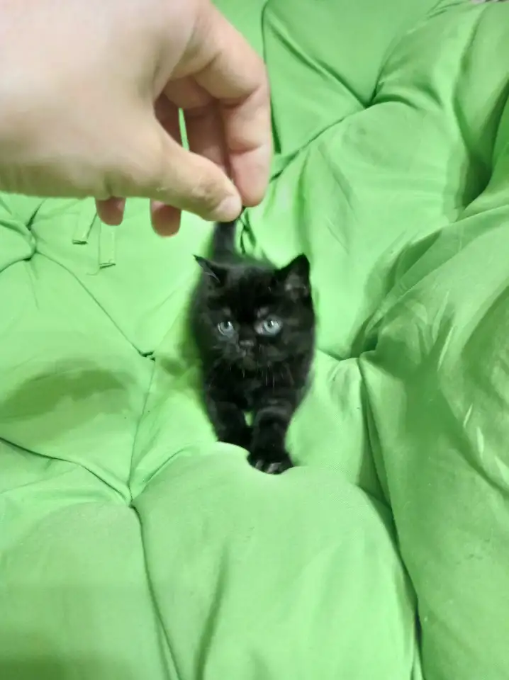 Котята британцы, фотография 5
