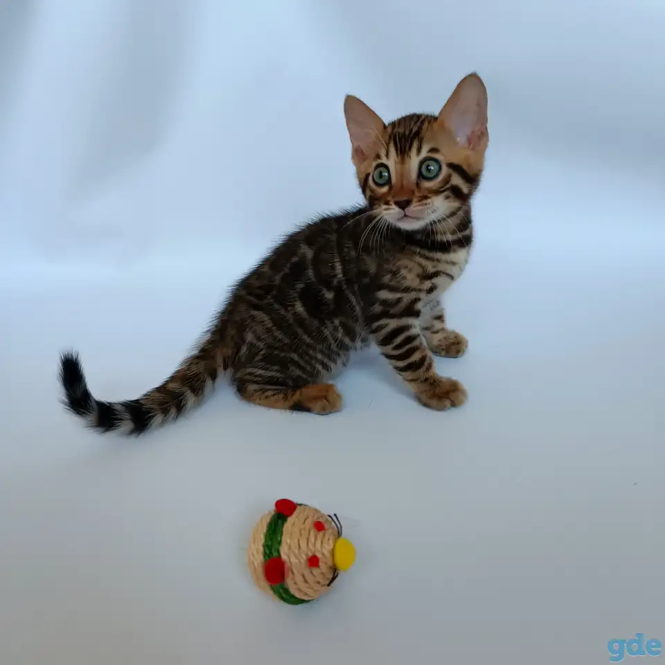 Бенгальские котята, фотография 4