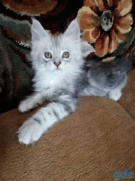 Котята Мейн кун, фотография 1