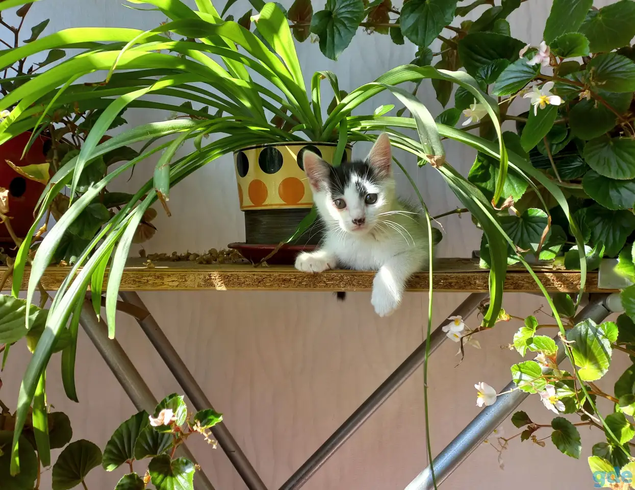 Котята, фотография 4