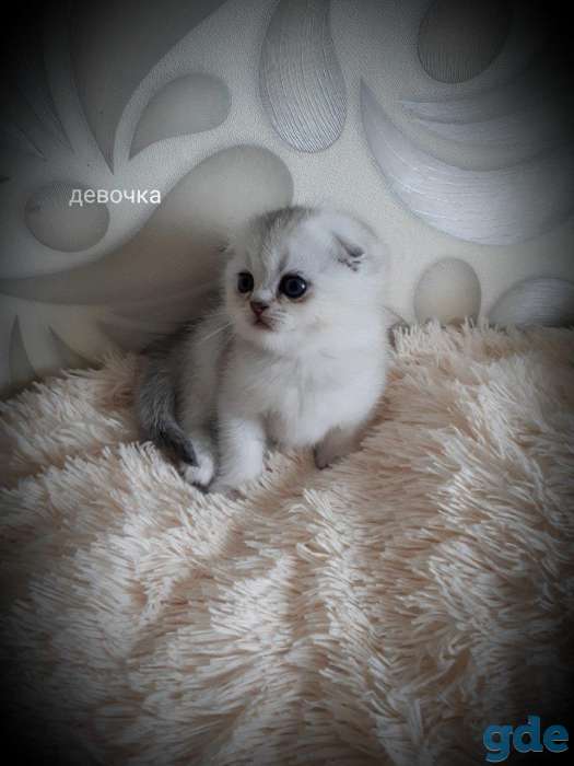 Котята шотландские серебристой и золотой шиншилки, фотография 7