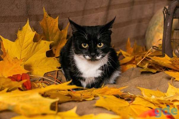 Котенок ищет дом, фотография 2