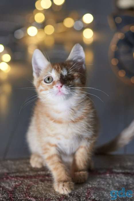 Котенок в дар в хорошие руки, фотография 5
