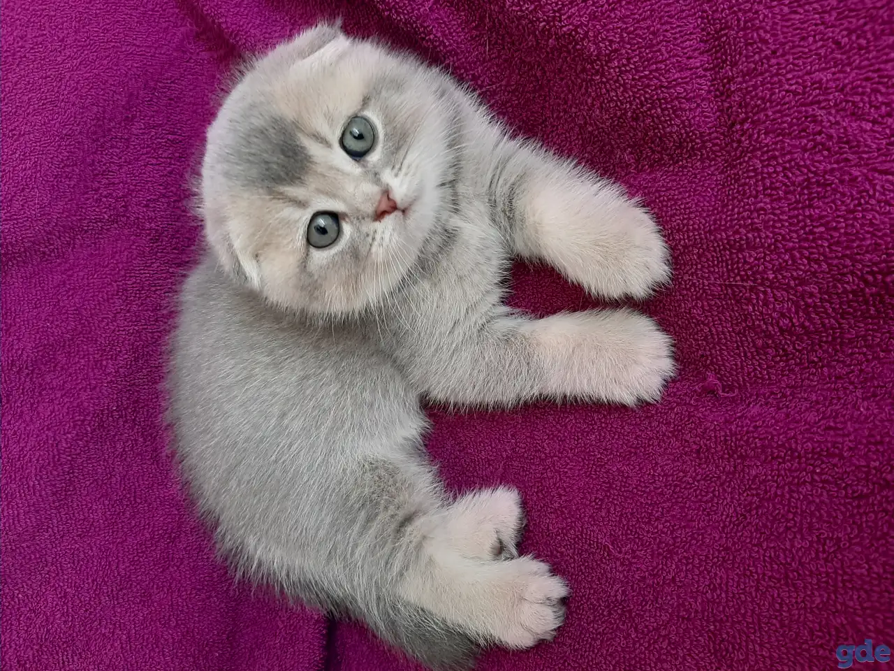Шотландские котята от правильной вязки, фотография 3