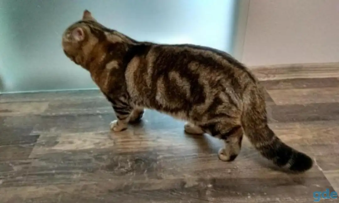 Котята британцы, фотография 10