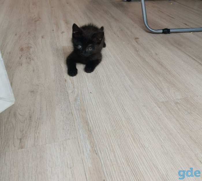 Котенок ищет дом, фотография 4