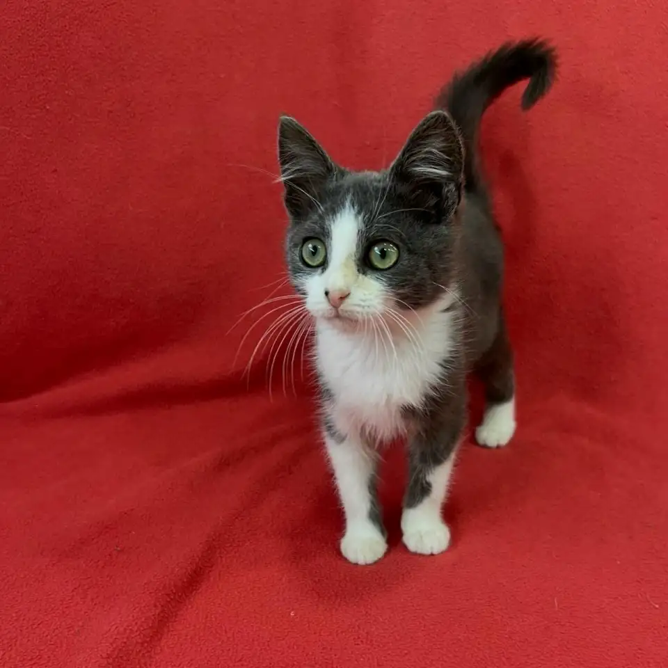Котята 3-4 месяца, фотография 5
