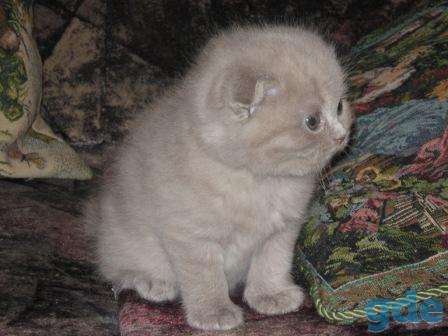 Котята, фотография 3