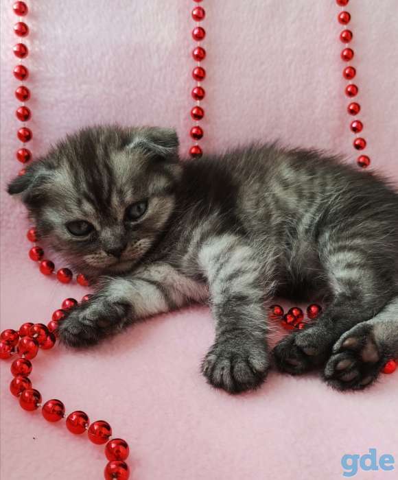Шотландские котята, фотография 6