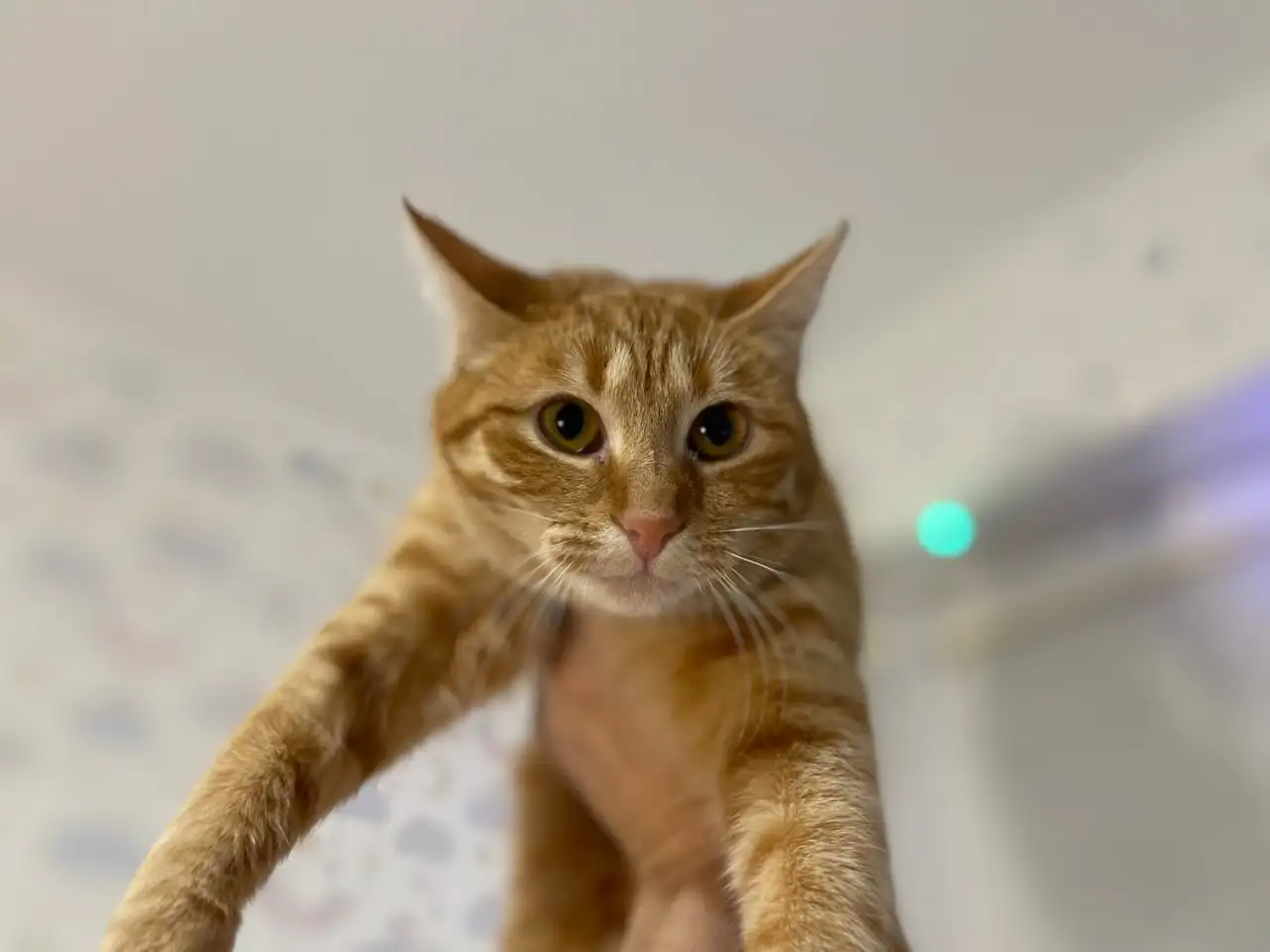 Рыжая кошечка котенок Мандаринка ищет дом и семью!, фотография 8
