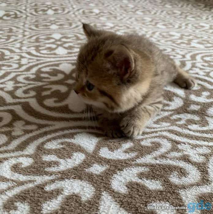 Шотландские котята, фотография 5