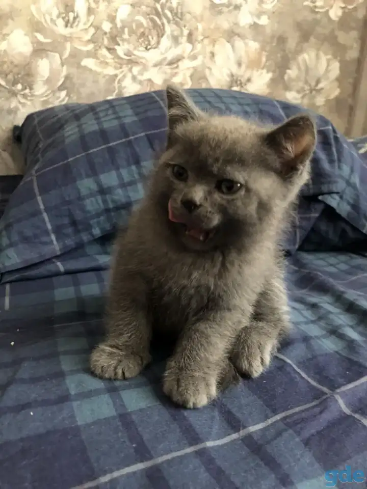 Продам шотландских котят, фотография 7