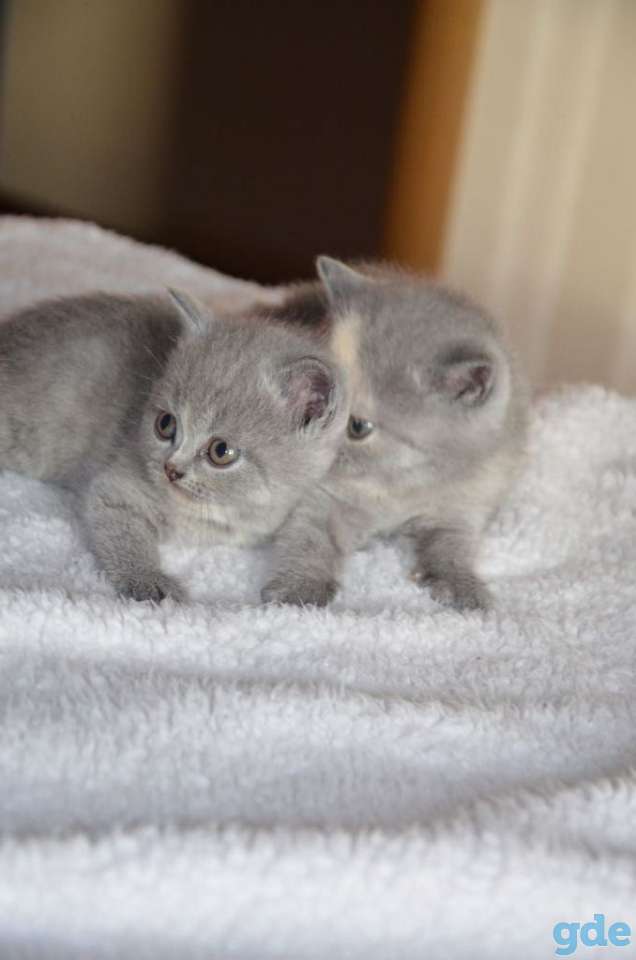 Британские котята, фотография 3