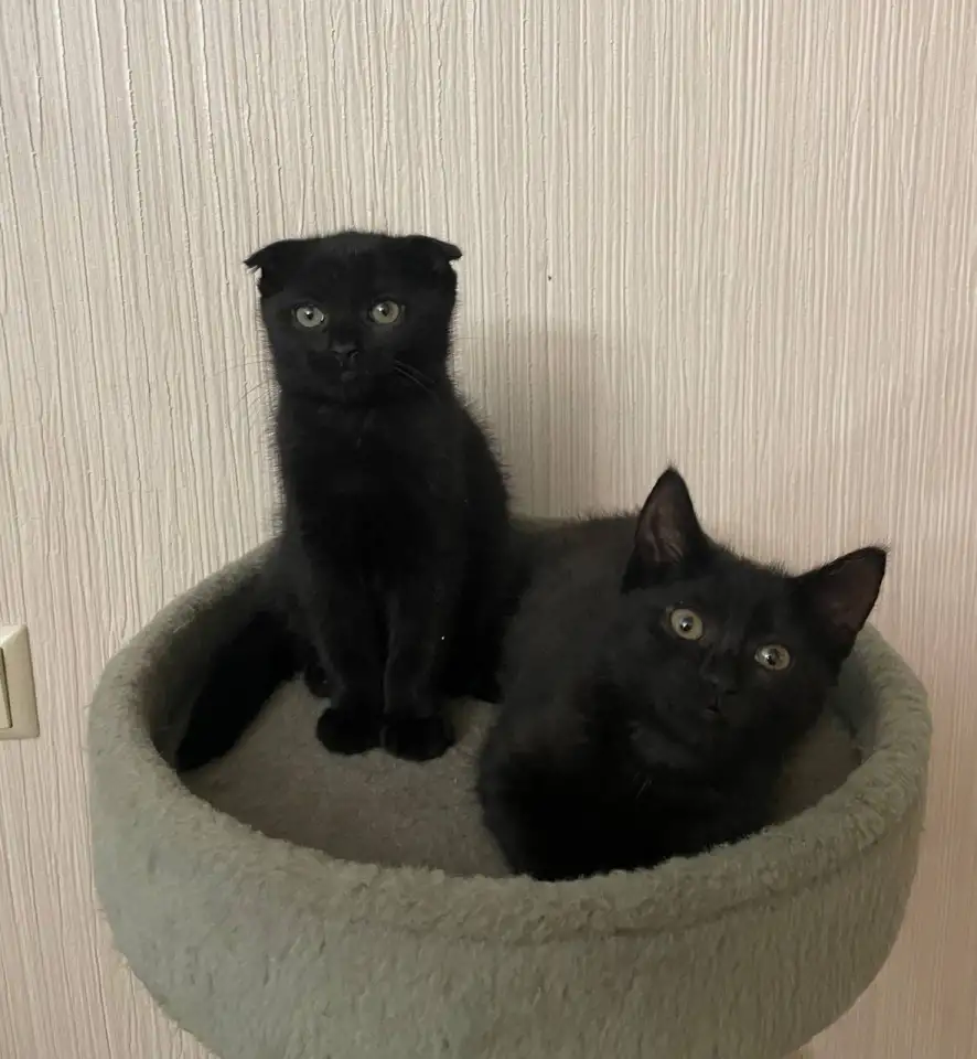 Шотландские котята, фотография 1