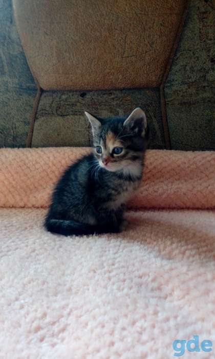 Котята, фотография 2