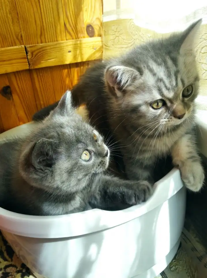 Шотландские котята, фотография 4