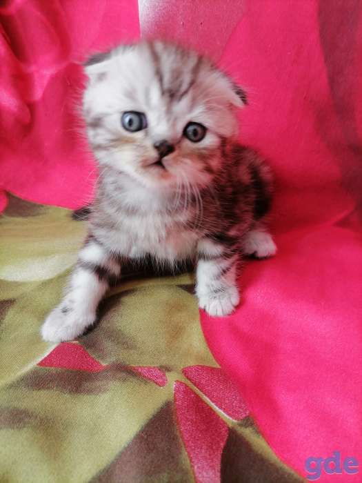 Шотландские котята, фотография 5