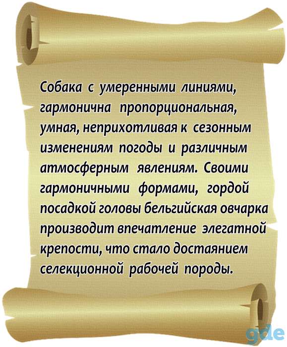 Щенки бельгийской овчарки грюнендаль, тюверен, фотография 4