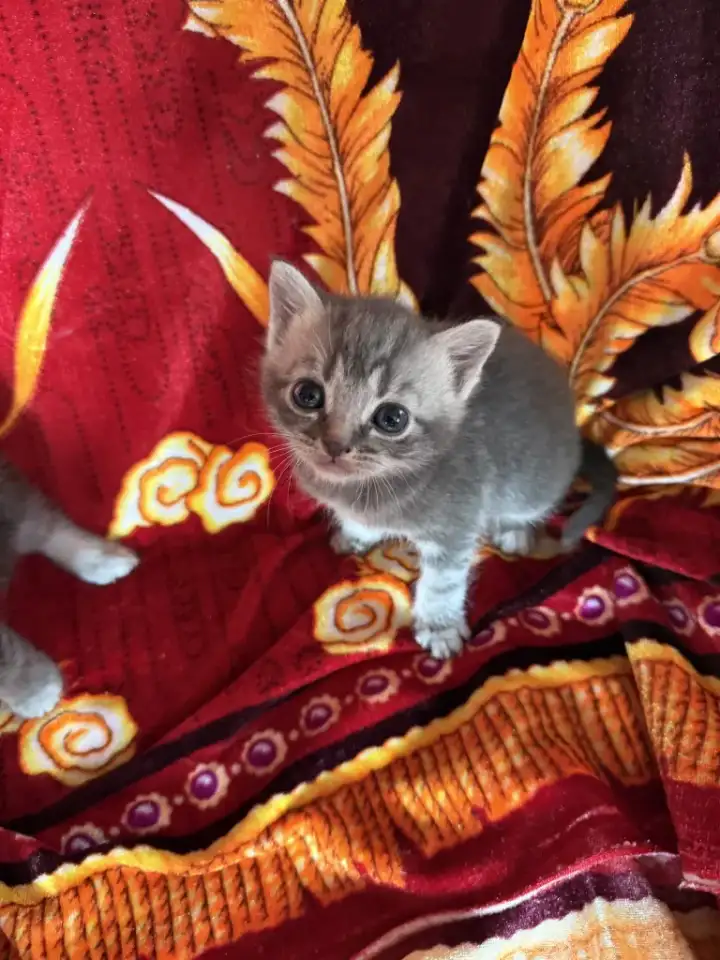 Очаровательные котята ищут дом, фотография 1