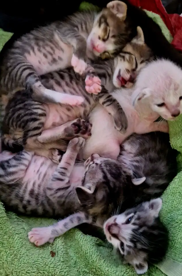 Ориентальные котята, фотография 3