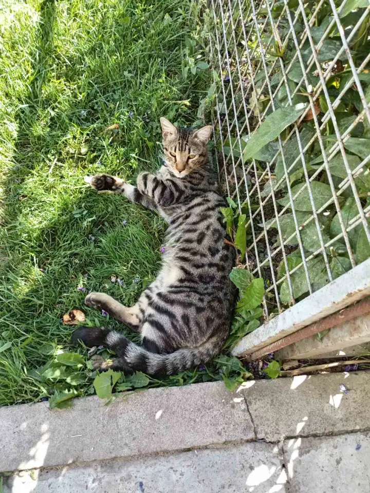 Пропал котенок бенгал, фотография 1