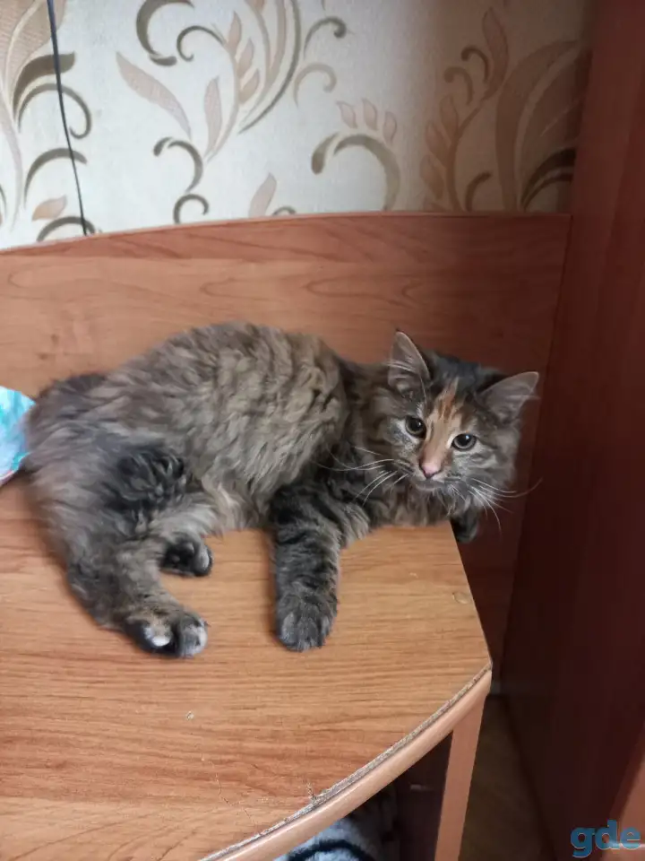 Отдам в добрые руки, фотография 2