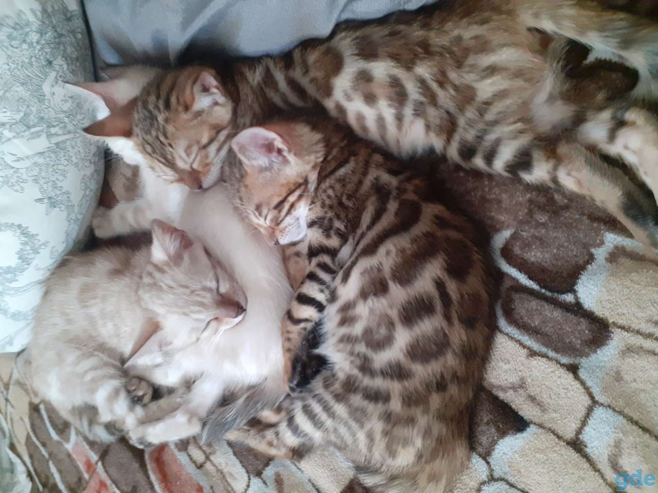 Котята бенгальской породы, фотография 1