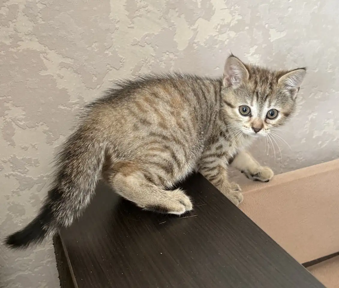 Шотландские котята, фотография 3