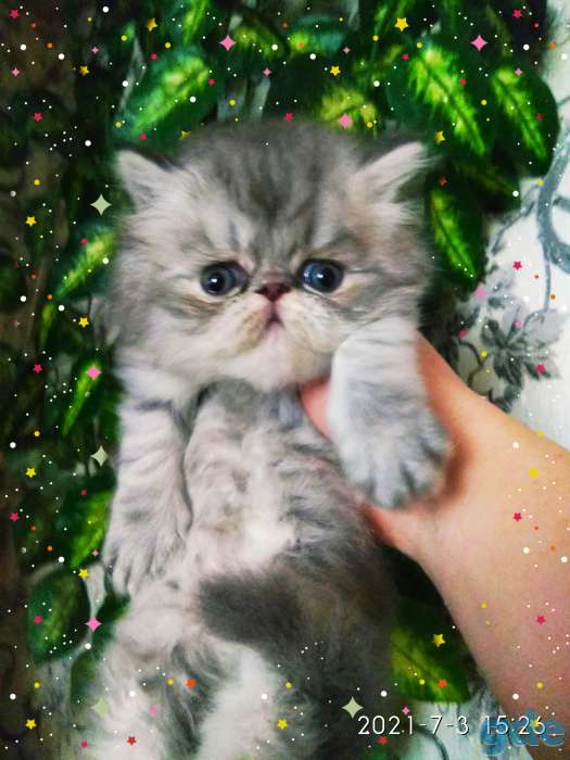 Персидские котята. Мальчики зайчики. Персы., фотография 1