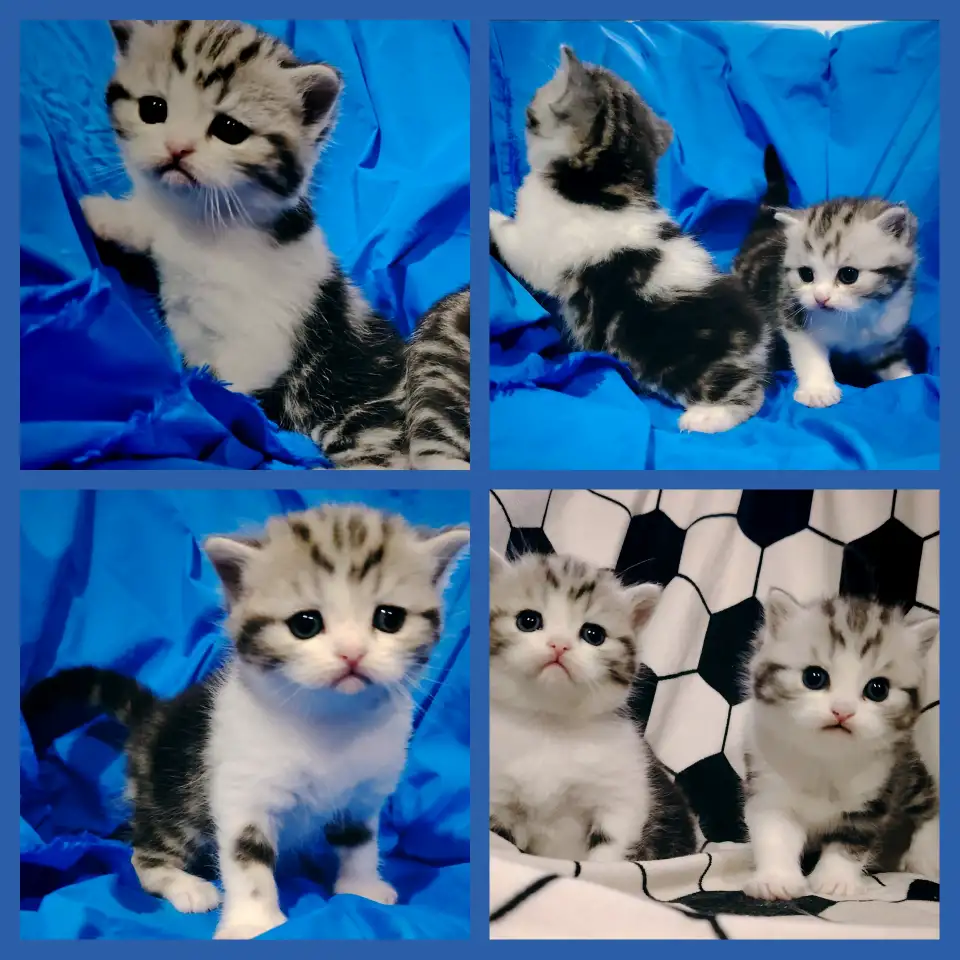 Шотландские котята., фотография 1