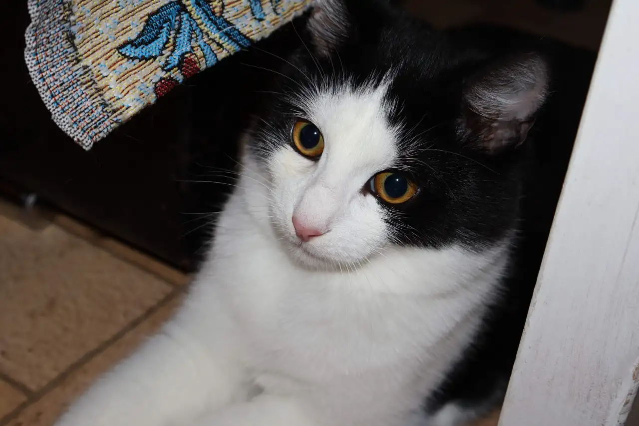 Домашний котенок 4мес. Умный, чуткий, заботливый, веселый, разговаривает, фотография 3