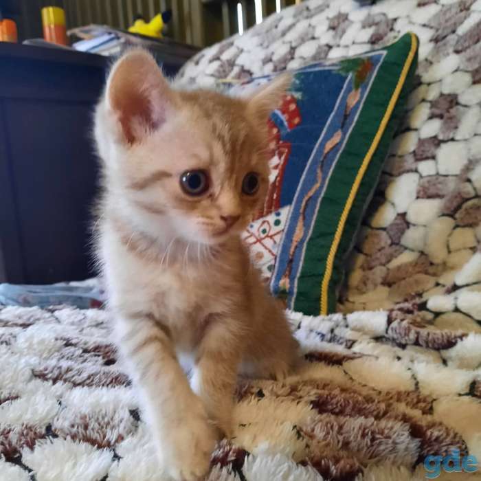 Шотландская кошечка, фотография 6