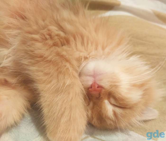 Котенок в добрые руки, фотография 1